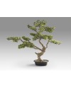 SOKAN - BONSAI 81CM